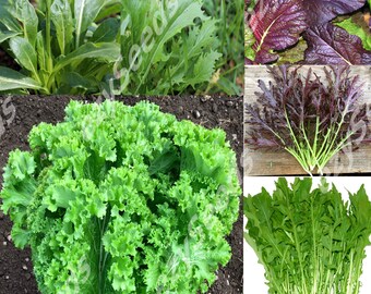 Mustard braising mix Non-GMO, Open Pollinated, Heirloom for Hydroponics, Aquaponics, Soil, Raised Bed, Indoor, Outdoors, In Pots,Green House