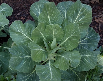 Georgia Collards Seeds Non-GMO, Open Pollinated, Heirloom for Hydroponics, Aquaponics, Soil, Raised Bed, Indoor, Outdoors, In Pots