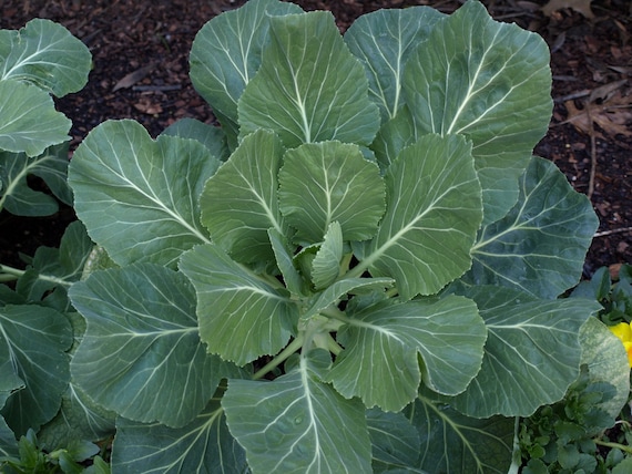 Georgia Collards Seeds Non-GMO, Open Pollinated, Heirloom for Hydroponics, Aquaponics, Soil, Raised Bed, Indoor, Outdoors, In Pots