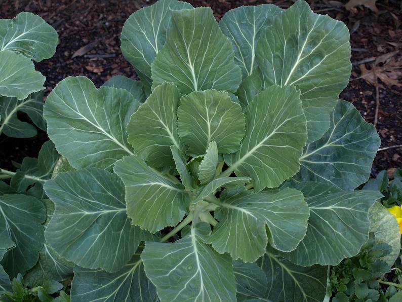 Puede incluir: Primer plano de una planta de col rizada grande y verde con hojas grandes y rizadas.