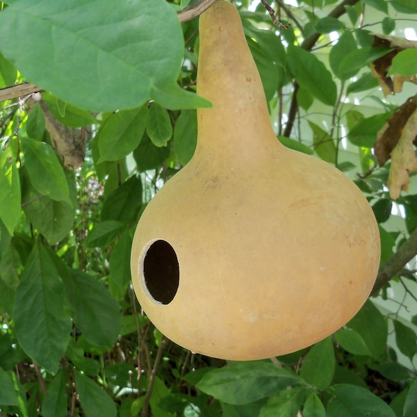 Gourd Martin Bird House Seeds Non-GMO, Open Pollinated, Heirloom for Hydroponics, Soil, Raised Bed, Indoor, Outdoors -1248