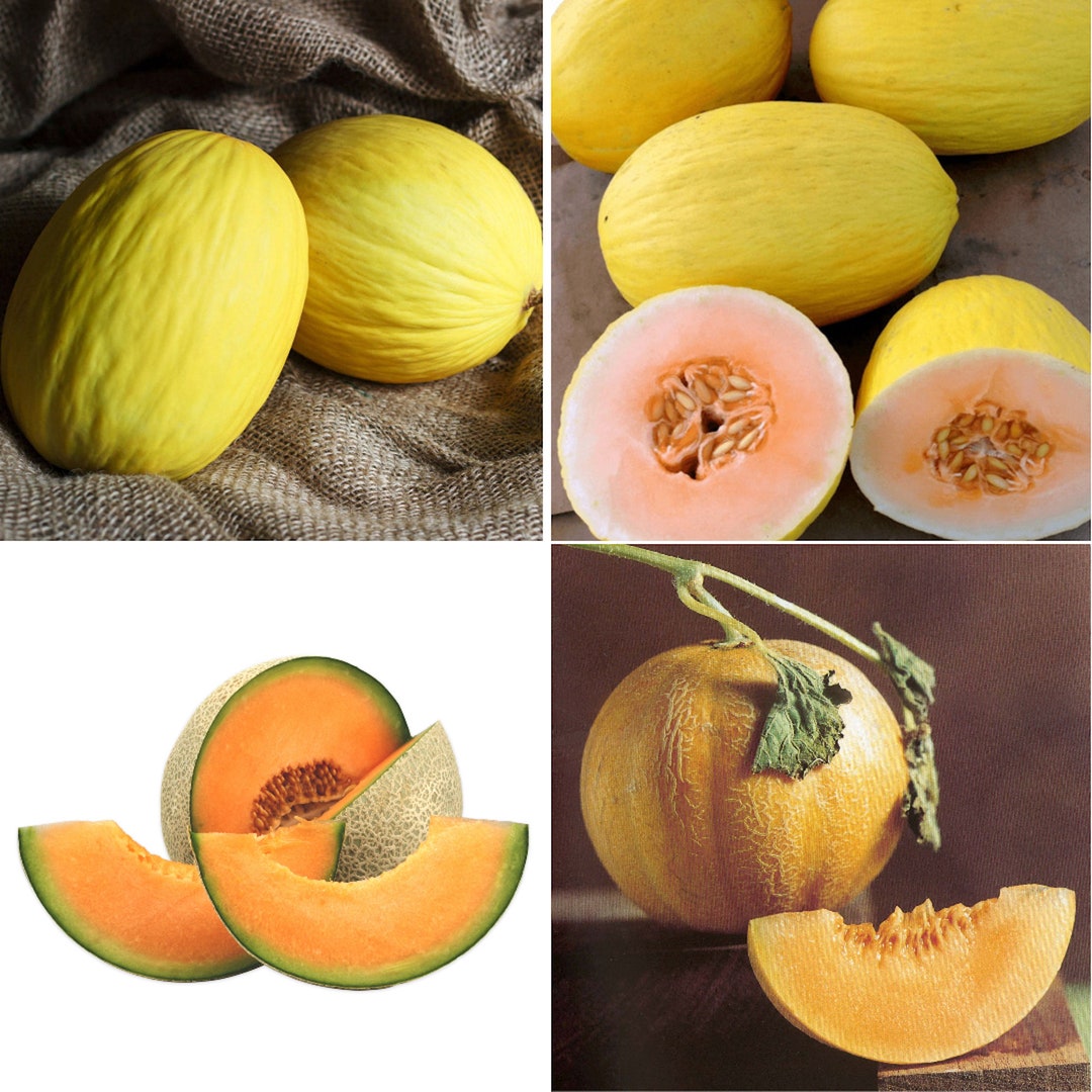 CANTALOUPE Mix With 5 Varieties Seeds Nongmo, Open Pollinated, Heirloom for Soil, Raised Bed