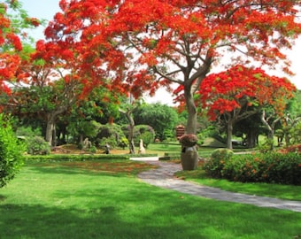 10 royal poinciana  | delonix regia | red flame seeds, Flat Shipping -1313