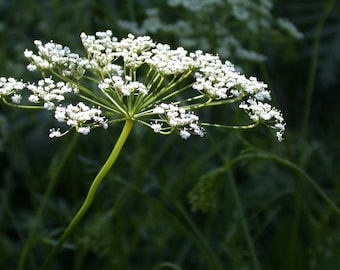 Anise Herbs Seeds Non-GMO, Open Pollinated, Heirloom for Hydroponics, Aquaponics, Soil, Raised Bed, Indoor, Outdoors,In Pots, Green House