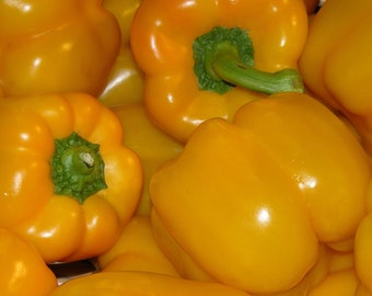 Golden Sweet Pepper Seeds Non-GMO, Open Pollinated, Heirloom for Hydroponics, Aquaponics, Soil, Raised Bed, Indoor, Outdoors, In Pots