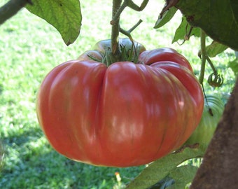 Tomato Brandywine Red Seeds Non-GMO, Open Pollinated, Heirloom for Hydroponics, Soil, Raised Bed, Indoor, Outdoors, In Pots -1158