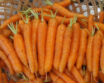May include: A wicker basket filled with a large quantity of fresh, orange carrots. The carrots are arranged in a random pattern, with some of the green tops still attached.