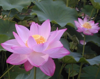 Lotus Seeds | Nelumbo sp | *Not blue lotus* Non-GMO, Open Pollinated, Heirloom for, Aquaponics, Outdoors ok, 5 Seeds -1267