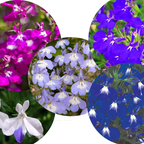 Lobelia Regatta Mix Seeds Non-GMO, Open Pollinated, Heirloom for Hydroponics, Aquaponics, Soil, Raised Bed, Indoor,Outdoors,In Pots,Gn House