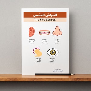 Five Senses Worksheet, Busy Book Printable, Learning Binder, Sorting Activity Worksheet, Homeschool Learning, Human Body, Preschool Nursery.