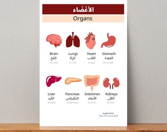 Human Anatomy Education Printable, Body Organs,  Homeschool Learning Montessori Materials and resources, Classroom Poster, Arabic Print