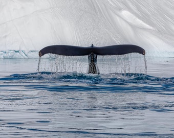 Whale among icebergs in Greenland; Photo print / Print / Fine Art / gallery quality;