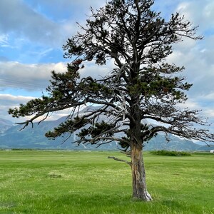 Cool Tree