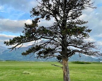 Cool Tree