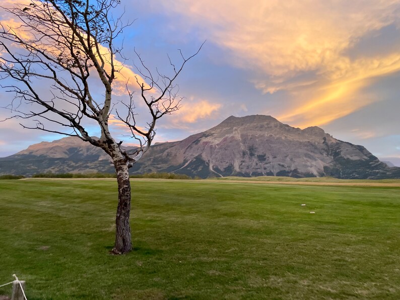 May include: A lone, bare tree stands in a grassy field with a mountain in the background. The sky is a vibrant mix of pink, orange, and blue.