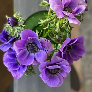 Exclusieve voorjaarsbloeiers - Anemone Mistral Plus® BLU x 10 knollen, maat 4/5