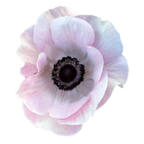 Anemone Mistral Plus® Rareté x 10 bulbes, 4/5, grandes fleurs pastel, fleurs printanières exclusives, facile à cultiver, fleurs durables, bulbe/bulbe