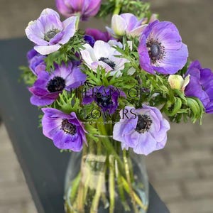 Capture the Beauty of Spring - Large Blue Long-Lasting Flowers from Anemone Mistral Plus® AZZURRO x 10 Corms