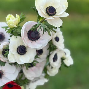 Anemone Mistral Plus® Panda x 10 corms, size 4/5, large white flowers, exclusive spring, easy to grow, large long-lasting flowers, bulb/corm