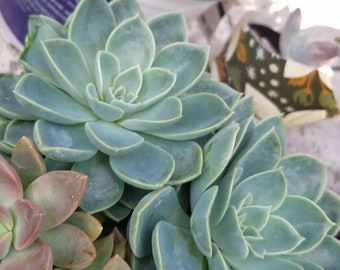 Five (5) Beautiful Blue Reef Succulent Plant Petals (Echeveria)