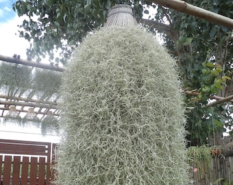 12" Inch Air Plant - Spanish Moss