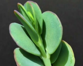 One (1) Beautiful 4'' Inch Cutting of Kalanchoe Panamensis Succulent Plant Green with Bright Red Tips