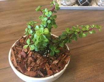 One (1) Beautiful 5" Inch Dwarf Jade Succulent Cutting Little Jade Bonsai Tree Elephant Bush/Food