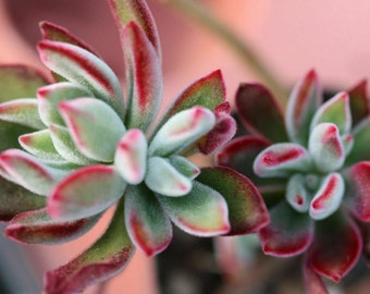 One (1) Beautiful 2" Plush Plant Succulent Cutting Red Velvet, Chenille, Ruby, Hairy and Furry