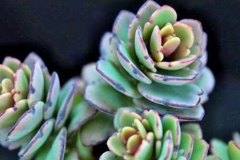 One 1 Beautiful And Unique 5 Inch Scallop Succulent Etsy