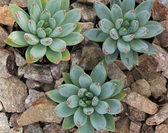 Five (5) Beautiful Blue Quartz Succulent Plant Petals (Pachyveria glauca hybrid)