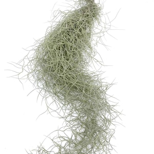 12 Inch Air Plant Spanish Moss image 2