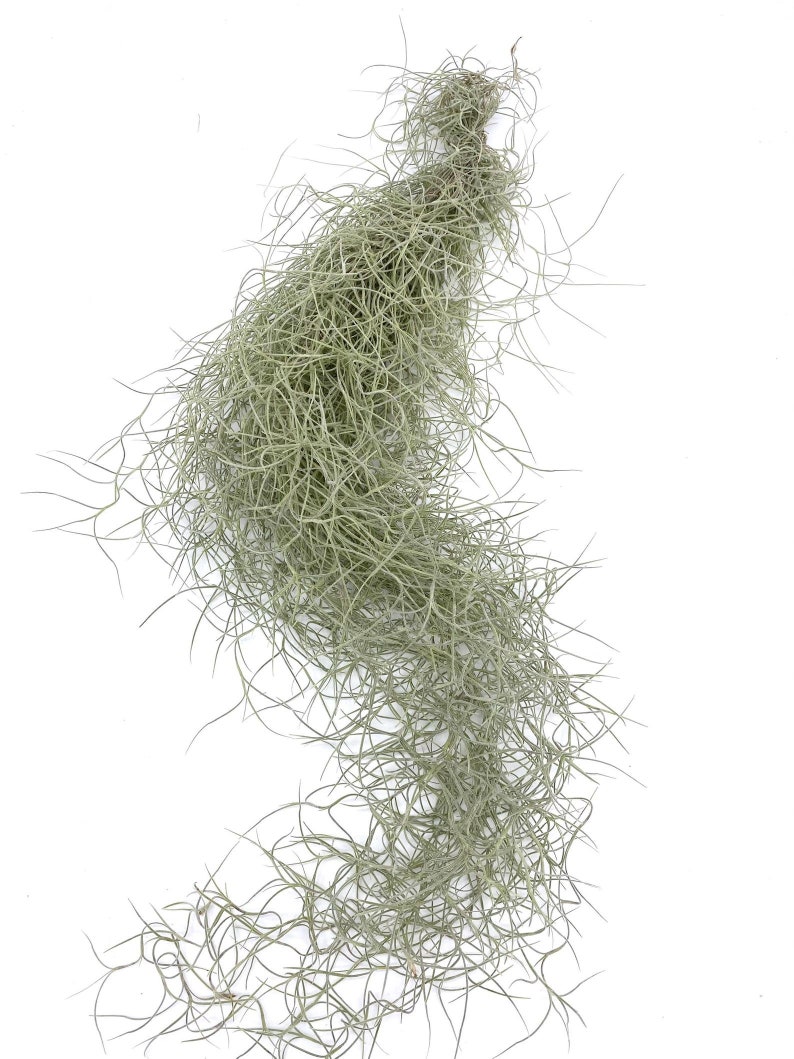 12 Inch Air Plant Spanish Moss image 2