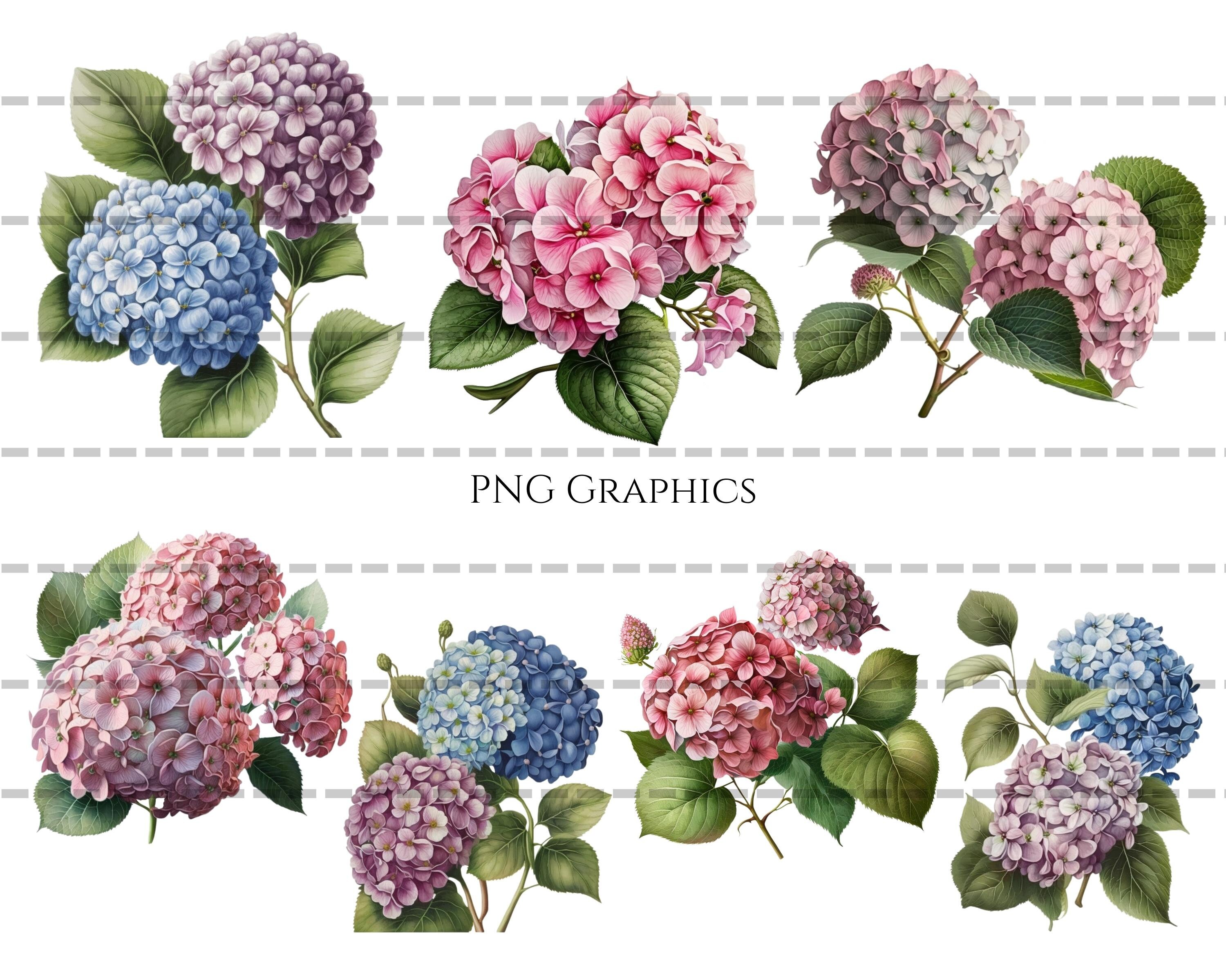 Hydrangea Flower Clusters, Watercolor Clipart, Pngs, Commercial Use