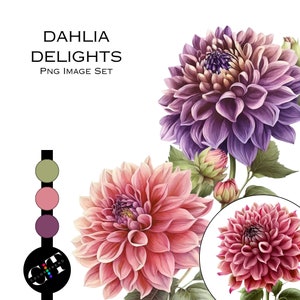 Clipart ad acquerello, rosa e viola, fiori della dalia, Png, clipart per uso commerciale, sublimazione, disegni floreali, grafica adesiva