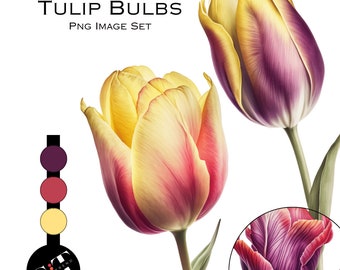 Clipart fleur, tulipes violettes et jaunes, png, usage commercial des cliparts, scrapbooking, graphiques de fleurs tendance, graphiques d'autocollants, aquarelle