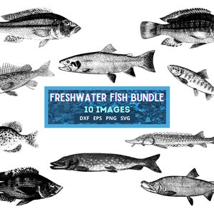 Süßwasserfisch 10 Digitales Bild Bundle svg eps dxf png