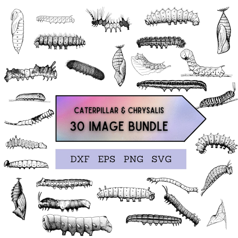 May include: A set of 30 black and white line drawings of caterpillars and chrysalises. The images are in a variety of poses and sizes. The text "Caterpillar & Chrysalis 30 Image Bundle" is at the top of the image. The text "DXF EPS PNG SVG" is at the bottom of the image.