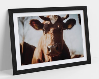 Brown Cow Stunning - Etsy UK