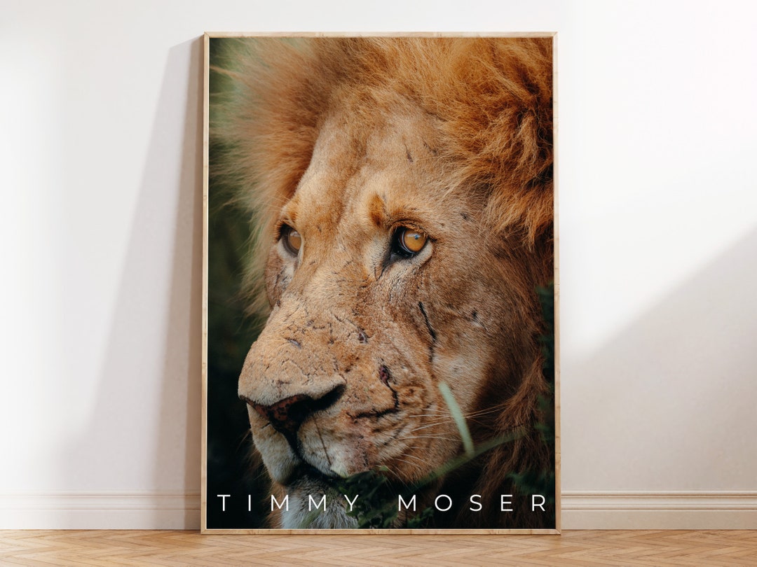 African Lion Wall Art Digital Download Animal Prints Etsy