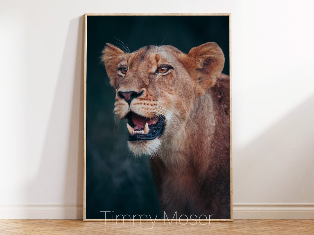 African Lion Wall Art Digital Download Animal Prints Etsy