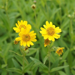 LAST DAY to Order:5/14! Live Arnica Plants- Bare Root- Arnica Chamissonis