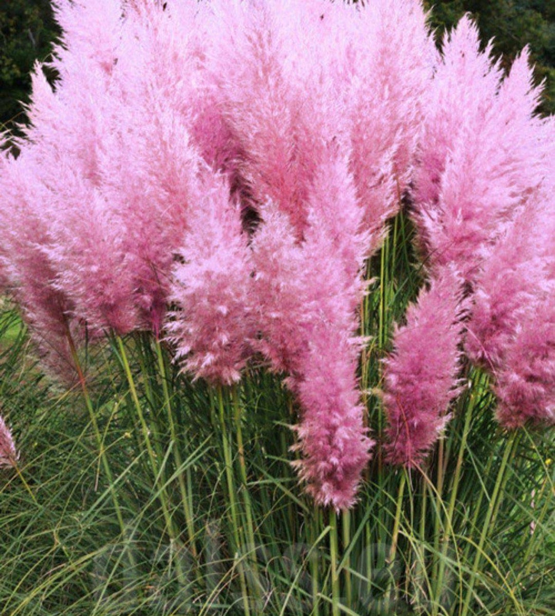 Pink Pampas Grass Decorative Grass Seeds With Pink Fluffy Etsy Canada