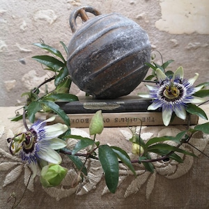 Puede incluir: Un objeto metálico redondo y desgastado con un asa descansa sobre una pila de libros. Enredaderas de pasiflora con flores moradas y blancas y hojas verdes rodean los objetos, creando una estética rústica y natural.