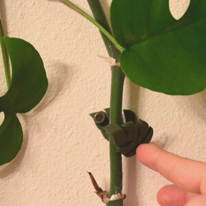 May include: A close-up of a green Monstera plant stem with a dark green plant support clip. The clip is holding the stem in place. Large, green, split-leaf Monstera leaves are visible. The background is a plain, off-white wall.