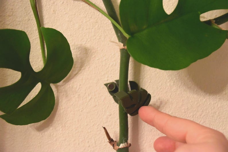 May include: A close-up of a green Monstera plant stem with a dark green plant support clip. The clip is holding the stem in place. Large, green, split-leaf Monstera leaves are visible. The background is a plain, off-white wall.