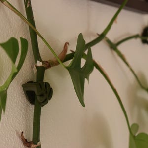 May include: Close-up of a green plant stem with several leaves and a dark green plant clip attached to a white wall. The plant has multiple stems and leaves with a unique shape.