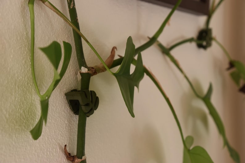 May include: Close-up of a green plant stem with several leaves and a dark green plant clip attached to a white wall. The plant has multiple stems and leaves with a unique shape.