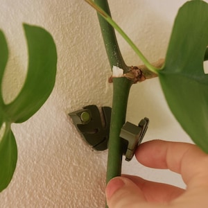 May include: Close-up of a green plant stem with a large, split leaf. Two small, olive-green plant clips are attached to the stem, securing it to a white wall. The clips have a small, circular design.