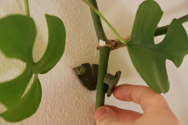 May include: Close-up of a green plant stem with a large, split leaf. Two small, olive-green plant clips are attached to the stem, securing it to a white wall. The clips have a small, circular design.