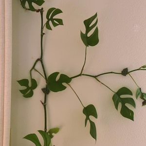 May include: A climbing plant with vibrant green, uniquely shaped leaves. The plant's stems and leaves are against a white wall, with a beige curtain on the left side. The leaves have a distinctive split-leaf appearance.
